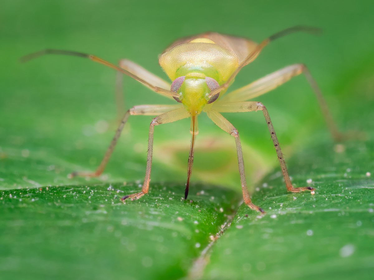 Макролофус калигинозус