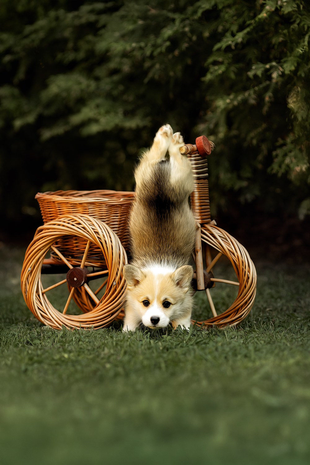 Портфолио: Фотосъёмка щенков в Москве и области — трогательные моменты. Фотограф-анималист и бренд-фотограф в Москве | Фотография собак, людей, бизнес-портрет