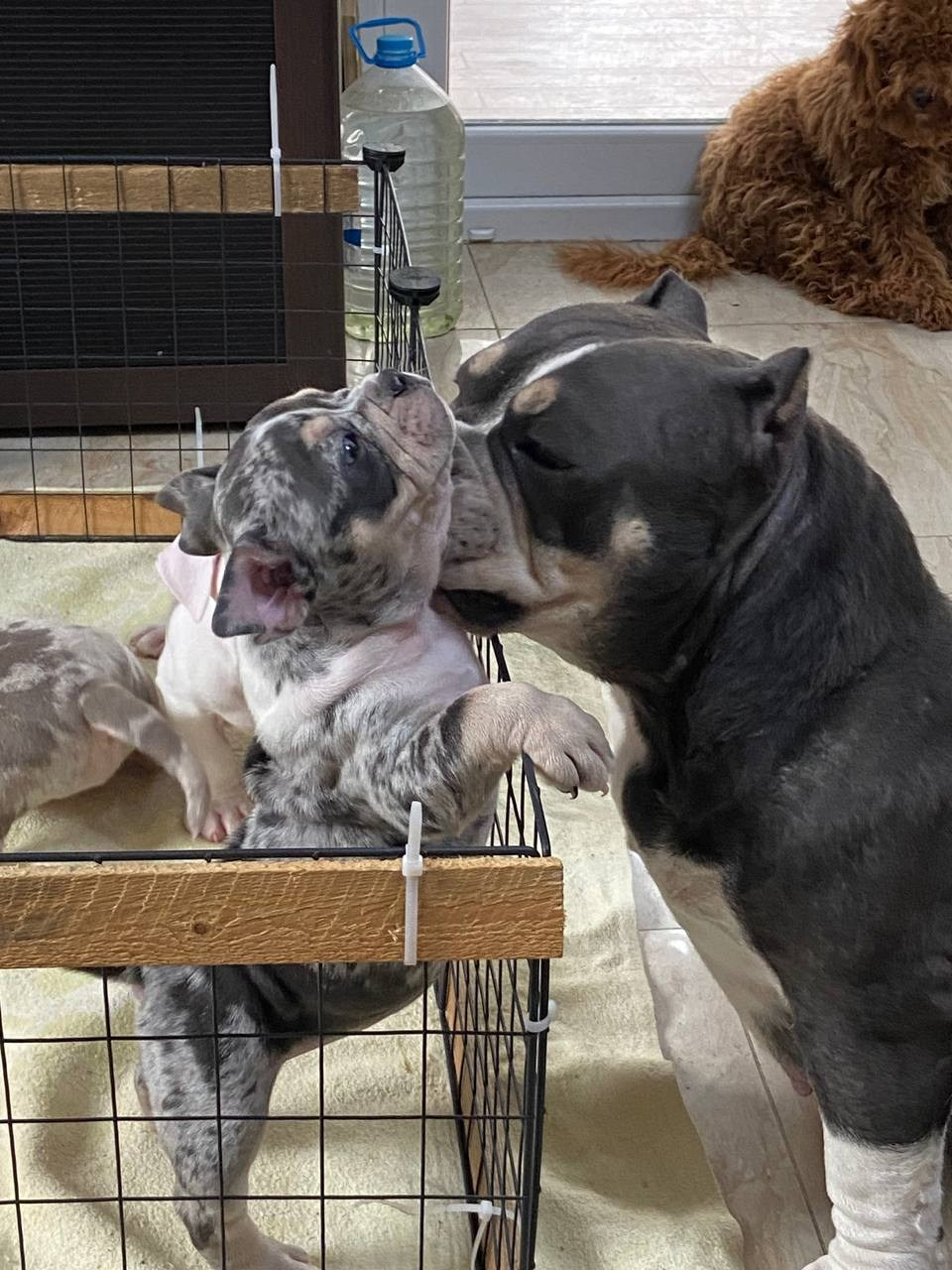 Линда (вязка Батайск). Американский Булли в г. Ростов-на-Дону. Питомник THE POWER OF SIBERIA