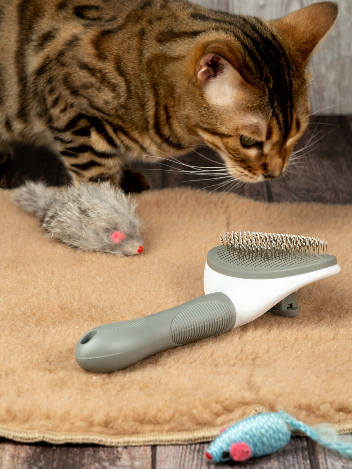 Съемки с животными. КЕД Студия-контент агентство полного цикла СПБ. Создаём фото, видео и контент, который помогает брендам и селлерам продавать больше