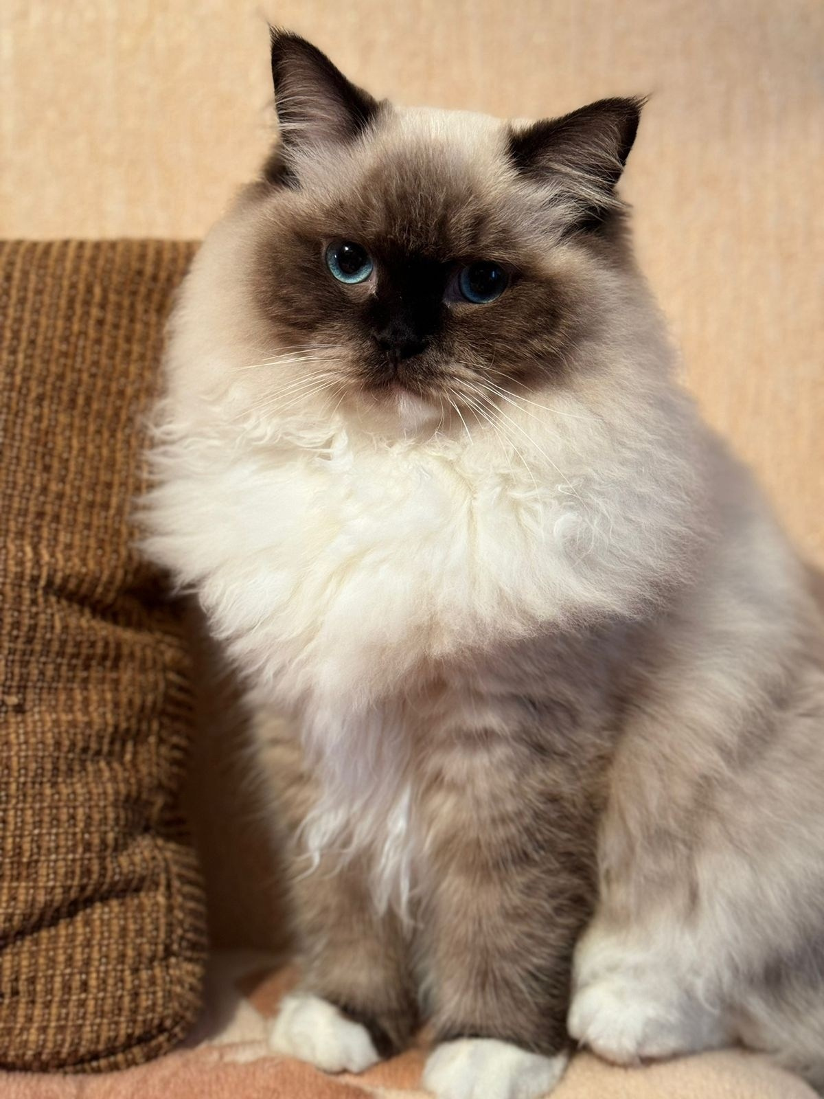 Выпускники Loyal Adore. Питомник рэгдолл Loyal Adore