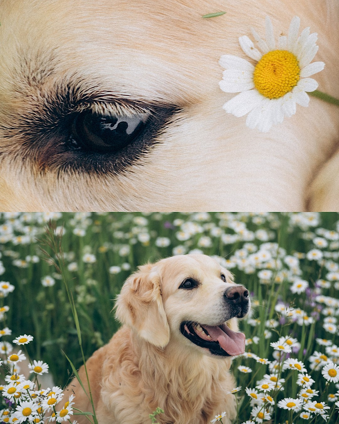 Кристина, Александр, Каролина, Владлен и Космос. Фотограф анималист в Москве и Санкт-Петербурге Свиридова Анна