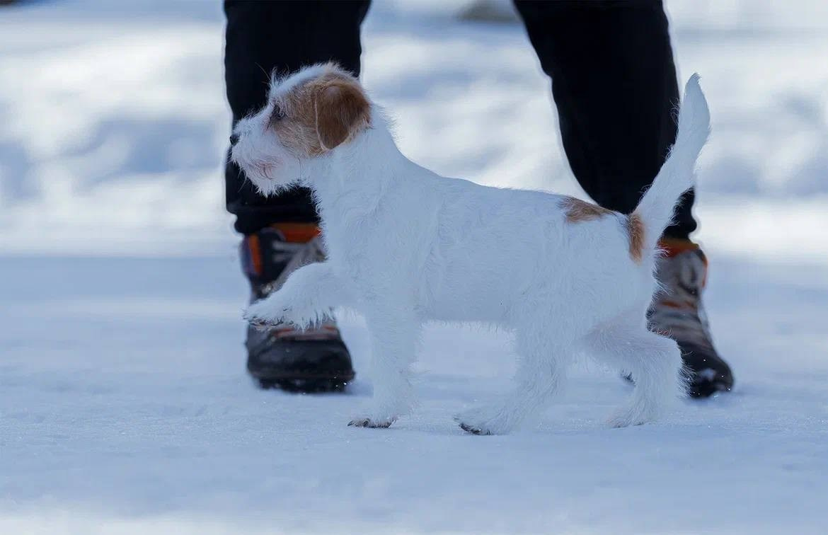 Сука 5. Lovely-Orange питомник джек рассел терьеров