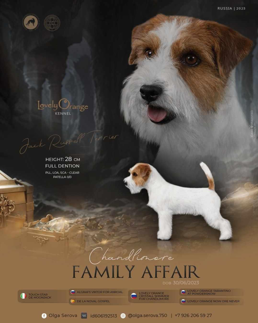 Chandlimore Family Affair. Lovely-Orange питомник джек рассел терьеров