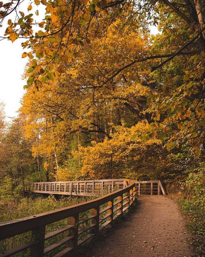 Фотосъёмка на аллеях московского парка — симметрия деревьев и перспектива дорожек