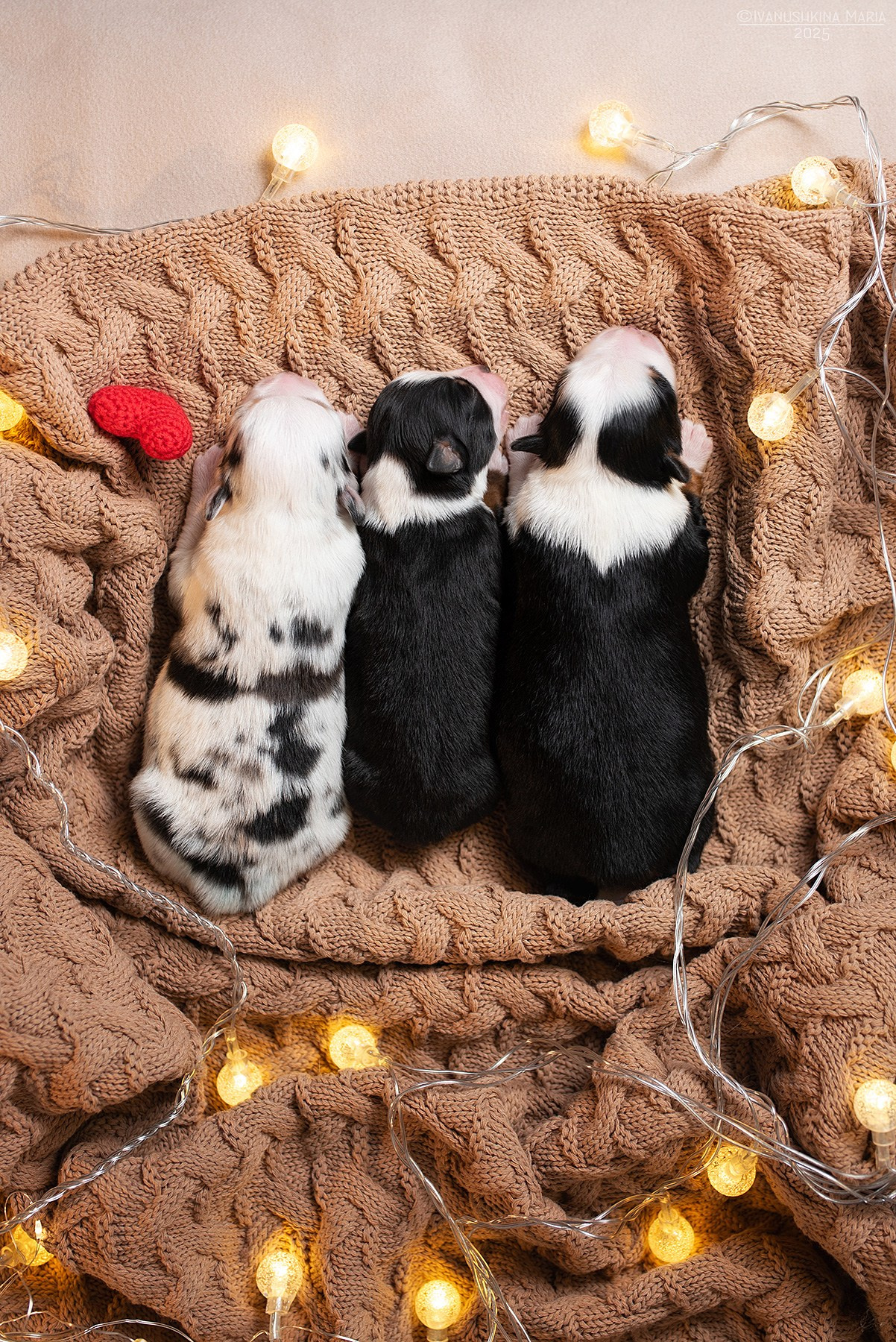 Ньюборн фотосессия щенков. Фотограф собак в Москве и Московской области Иванушкина Мария