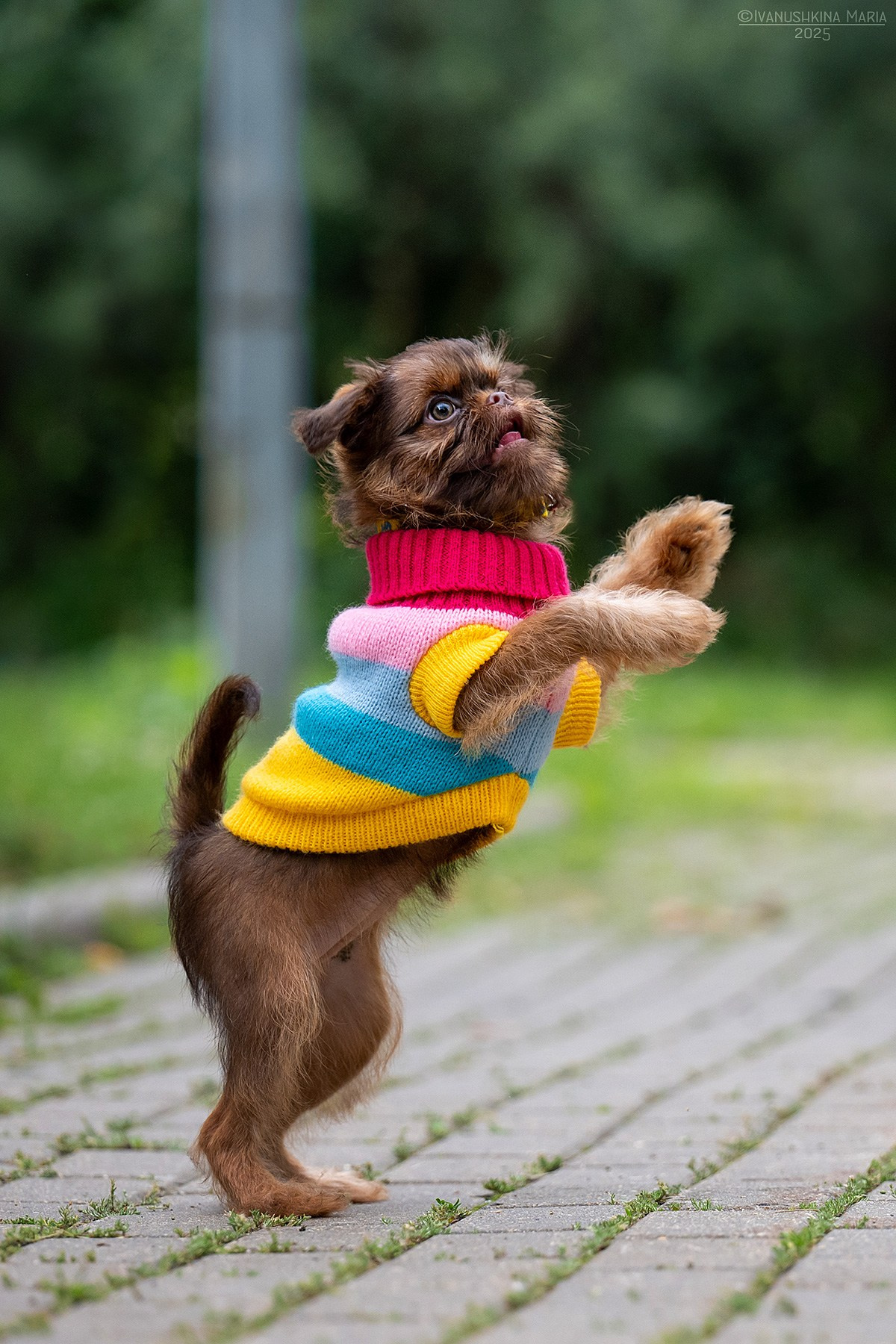 Фотосессия щенков на продажу. Фотограф собак в Москве и Московской области Иванушкина Мария