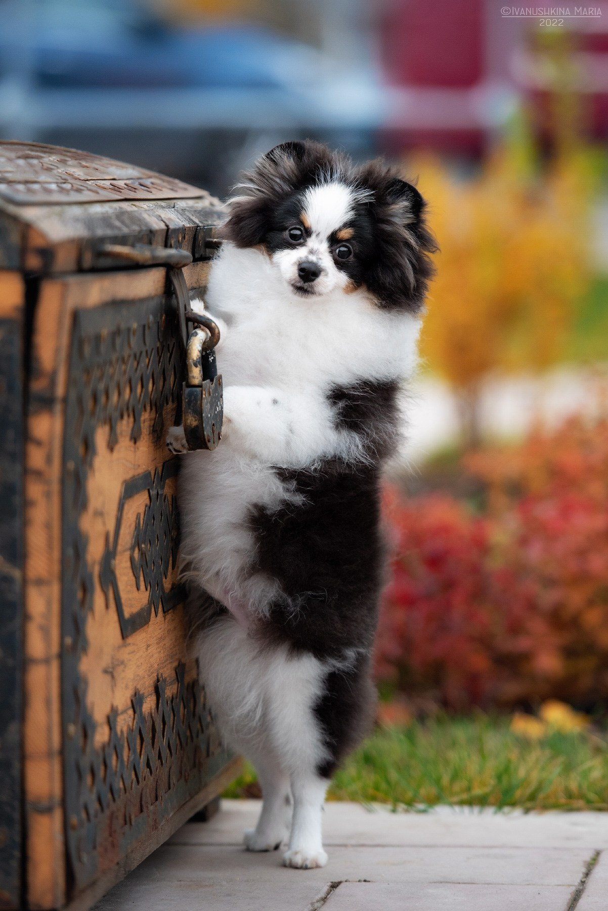 Фотосессия щенков на продажу. Фотограф собак в Москве и Московской области Иванушкина Мария