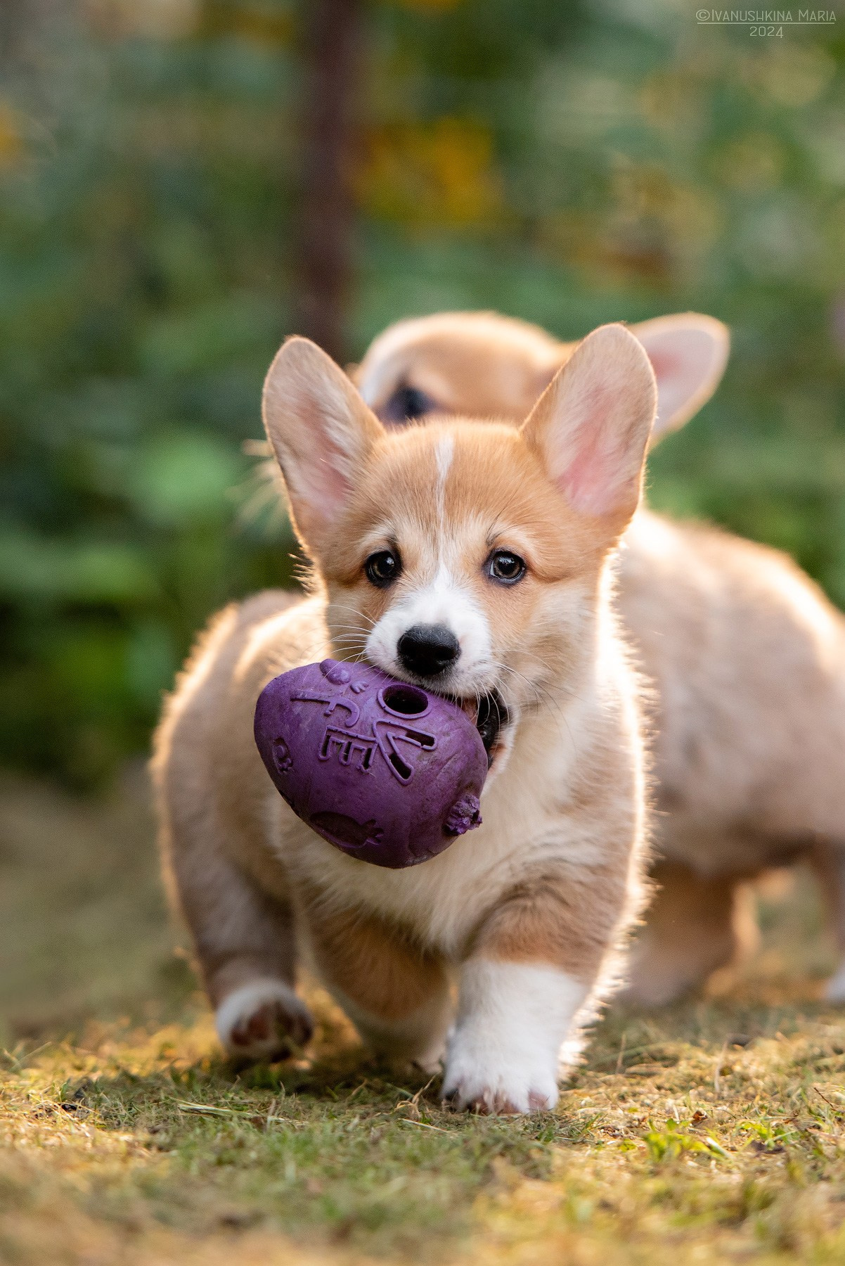 Фотосессия щенков на продажу. Фотограф собак в Москве и Московской области Иванушкина Мария