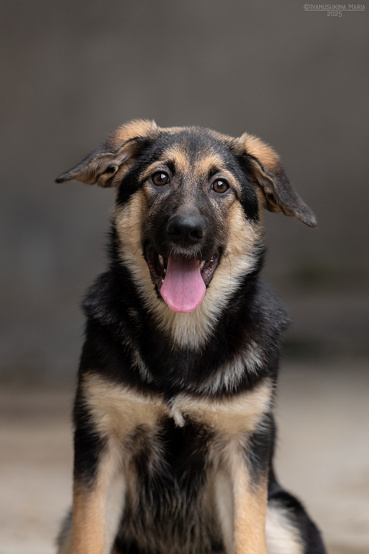 Пиарные фотосессии собак на пристройство. Фотограф собак в Москве и Московской области Иванушкина Мария