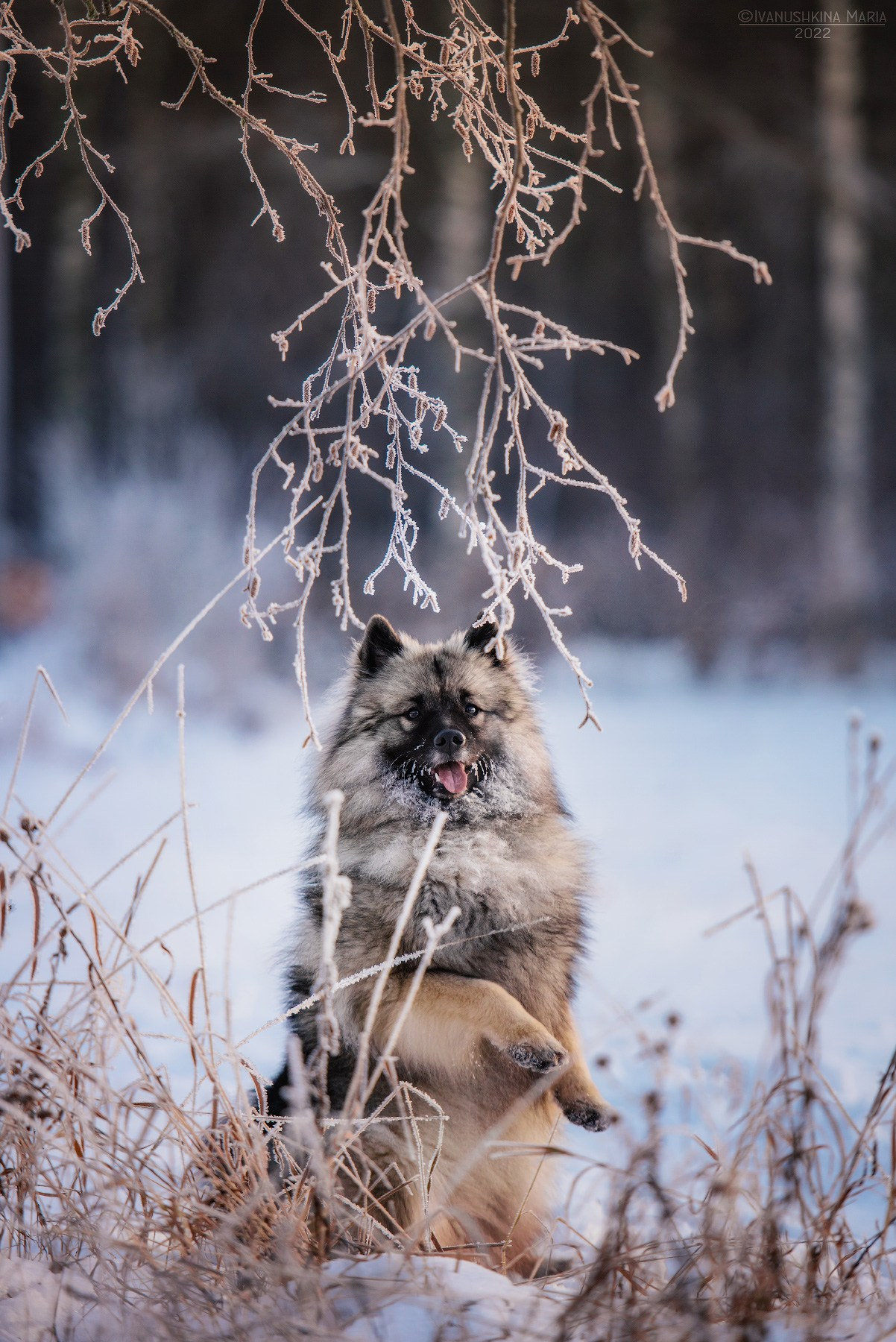 Фотограф-анималист. Фотограф собак в Москве и Московской области Иванушкина Мария