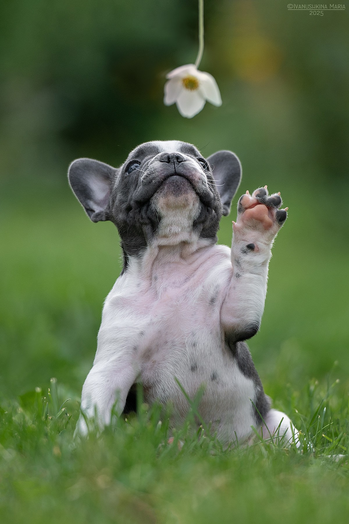 Фотосессия щенков на продажу. Фотограф собак в Москве и Московской области Иванушкина Мария