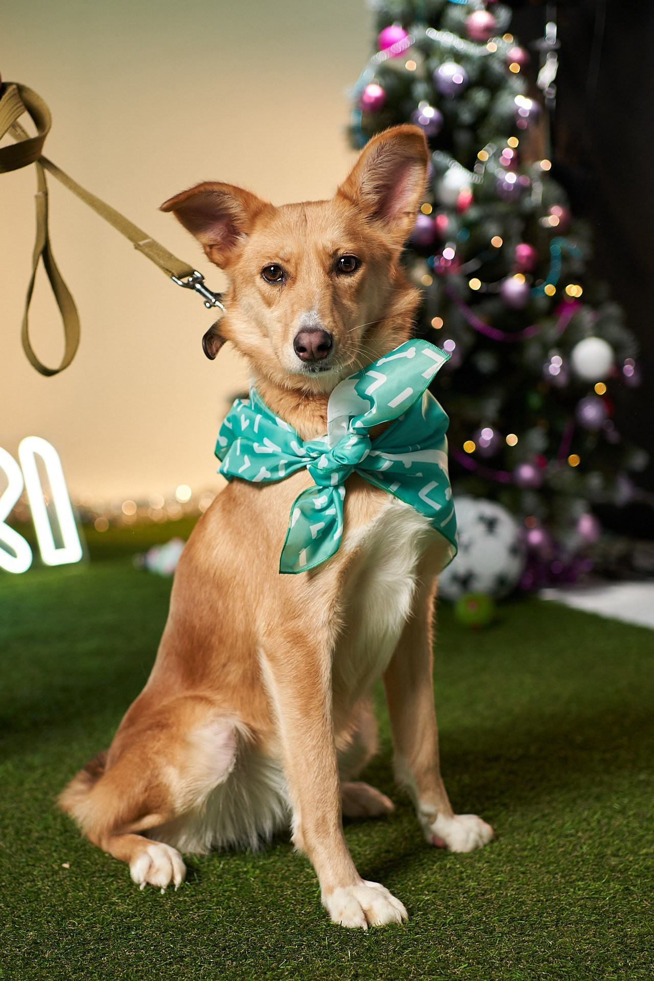 Проект «Андердоги» для коллаборации Фонда «Рэй», Sports.ru, Пари. Фотограф анималист Москва Дарья