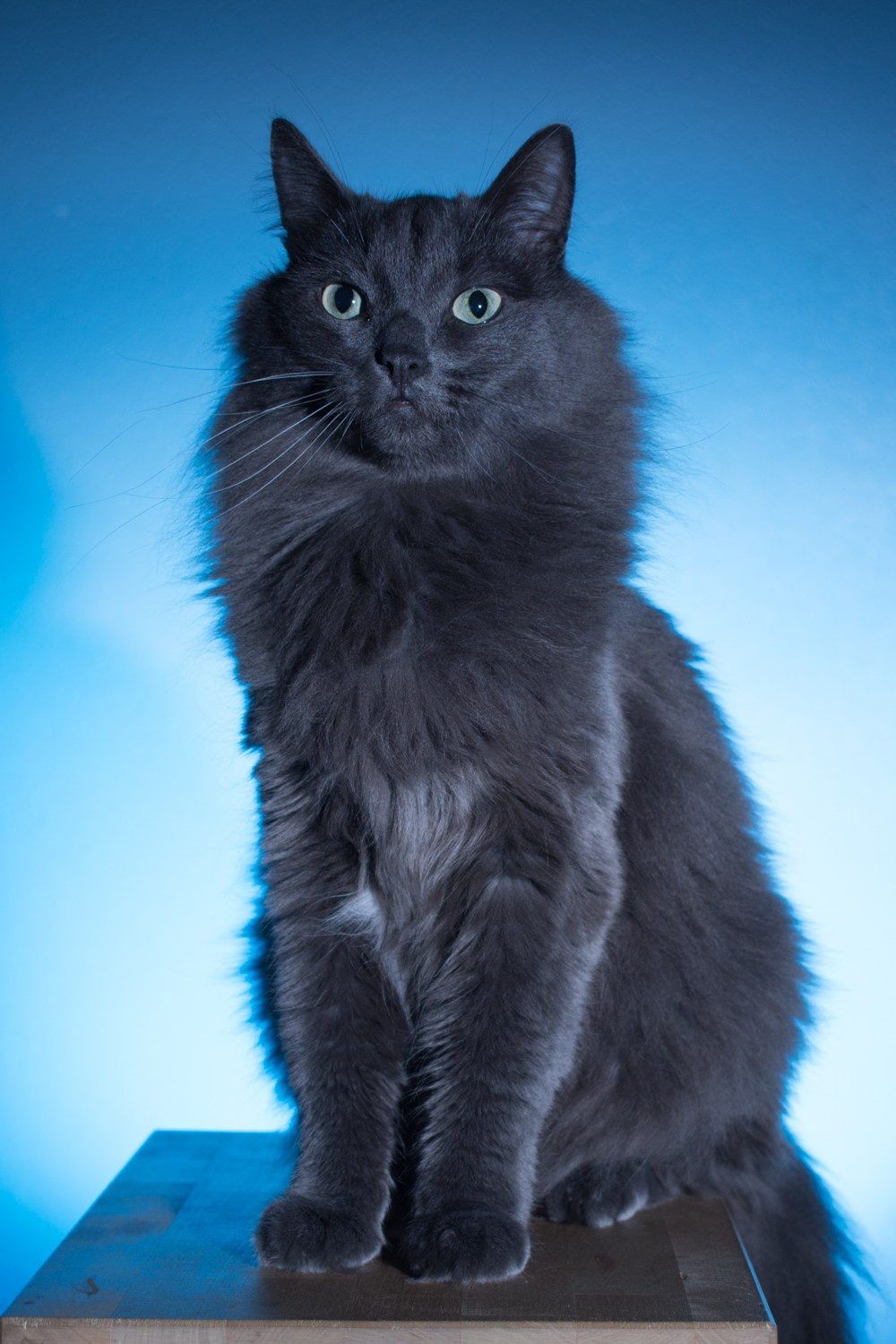 Коты. Фотограф Максим Буряк