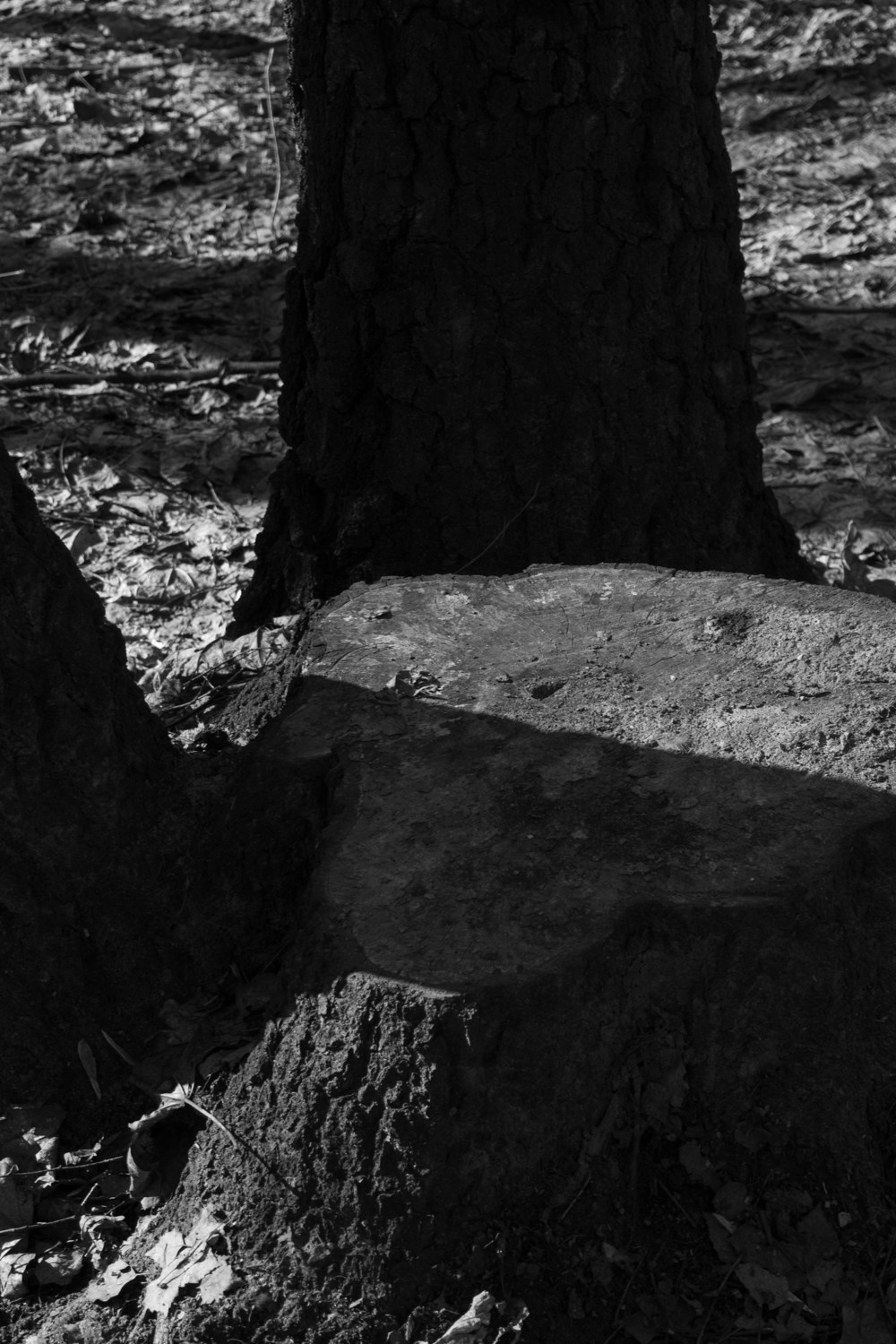 There is a branch in my shoulder. Maria Barakova