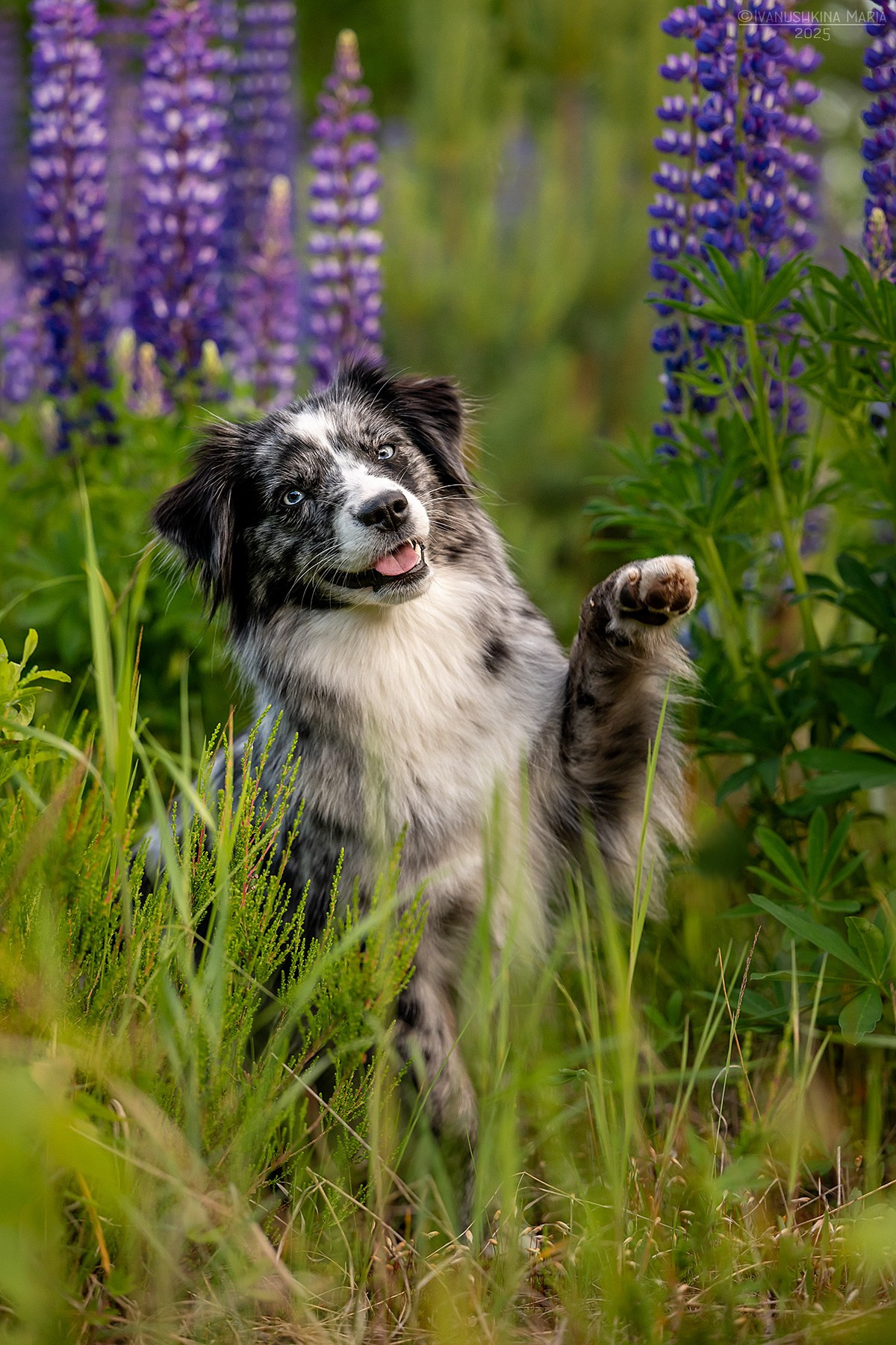 Фотограф-анималист. Фотограф собак в Москве и Московской области Иванушкина Мария