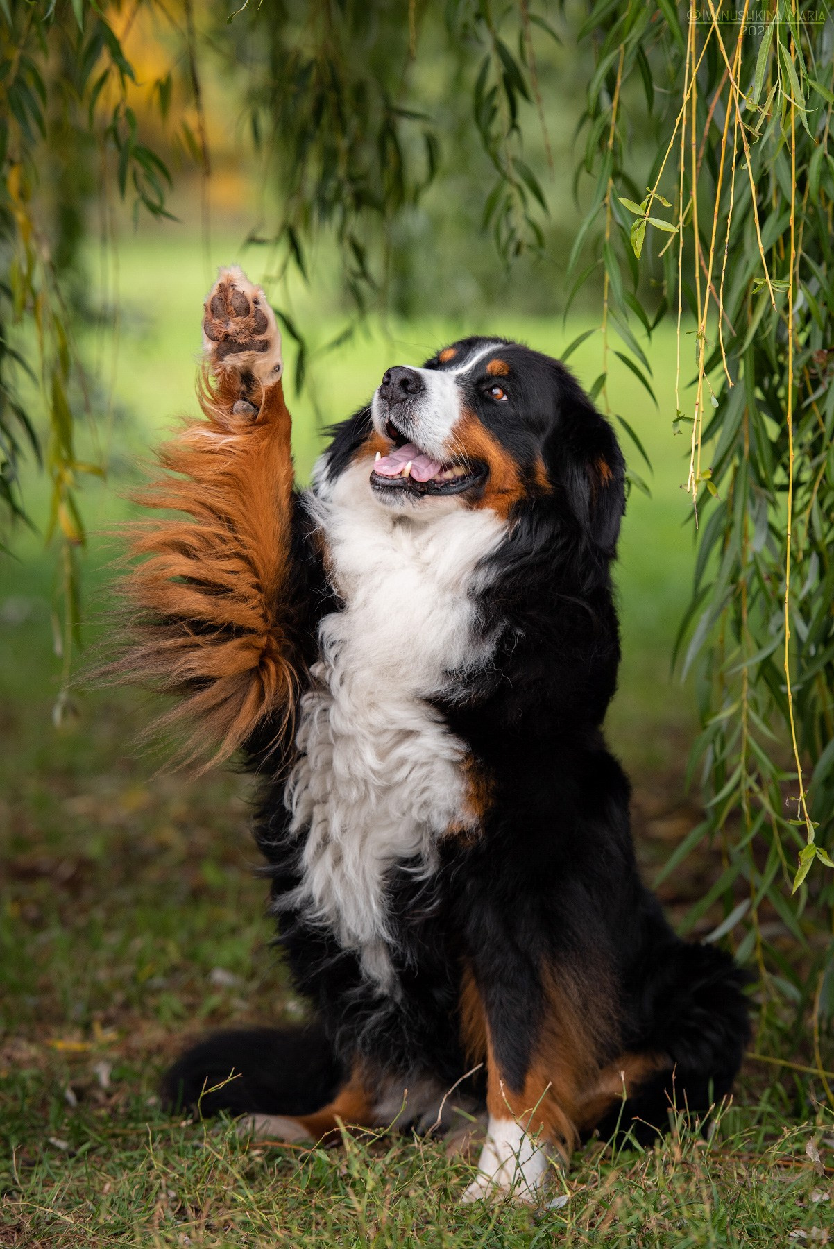 бернский зенненхунд дает лапу