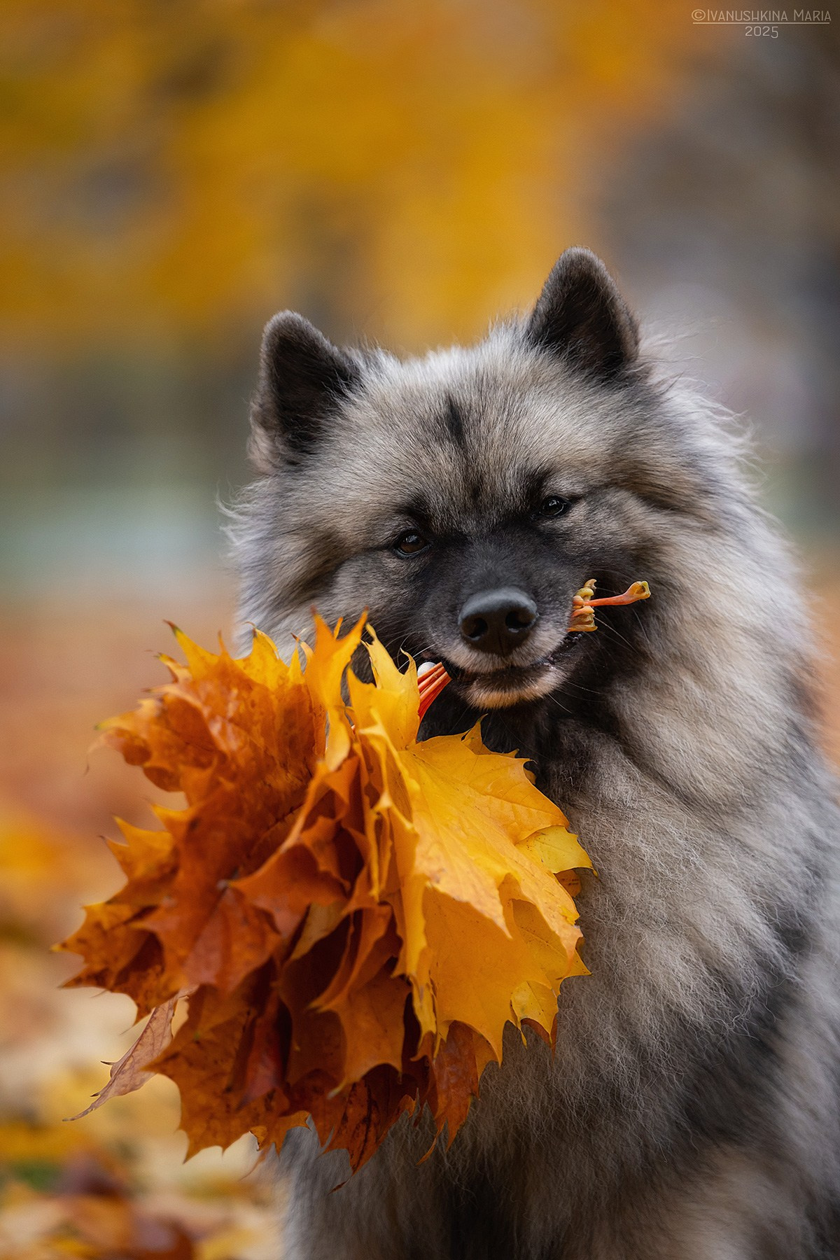Фотограф-анималист. Фотограф собак в Москве и Московской области Иванушкина Мария