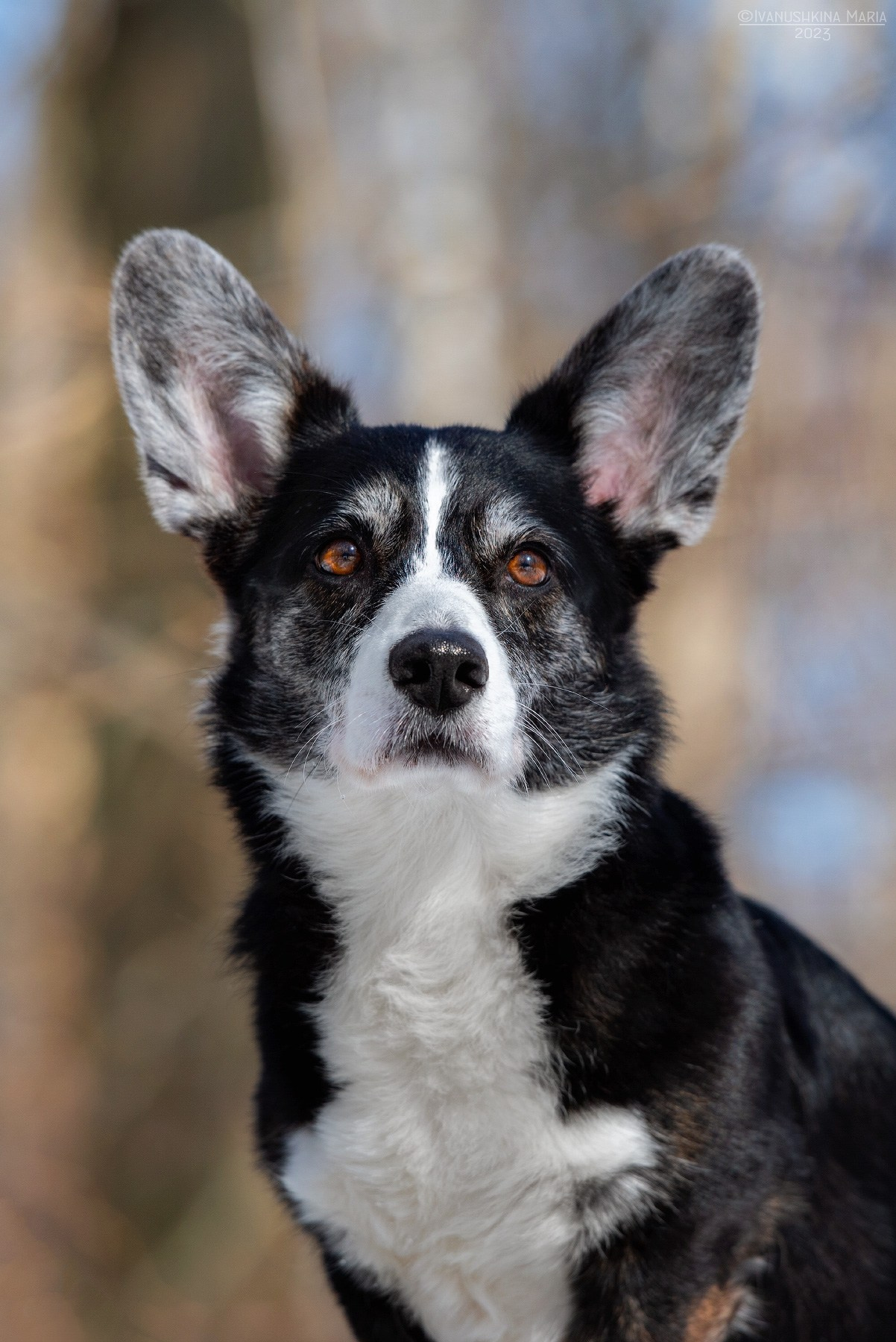 вельш корги кардиган с сединой