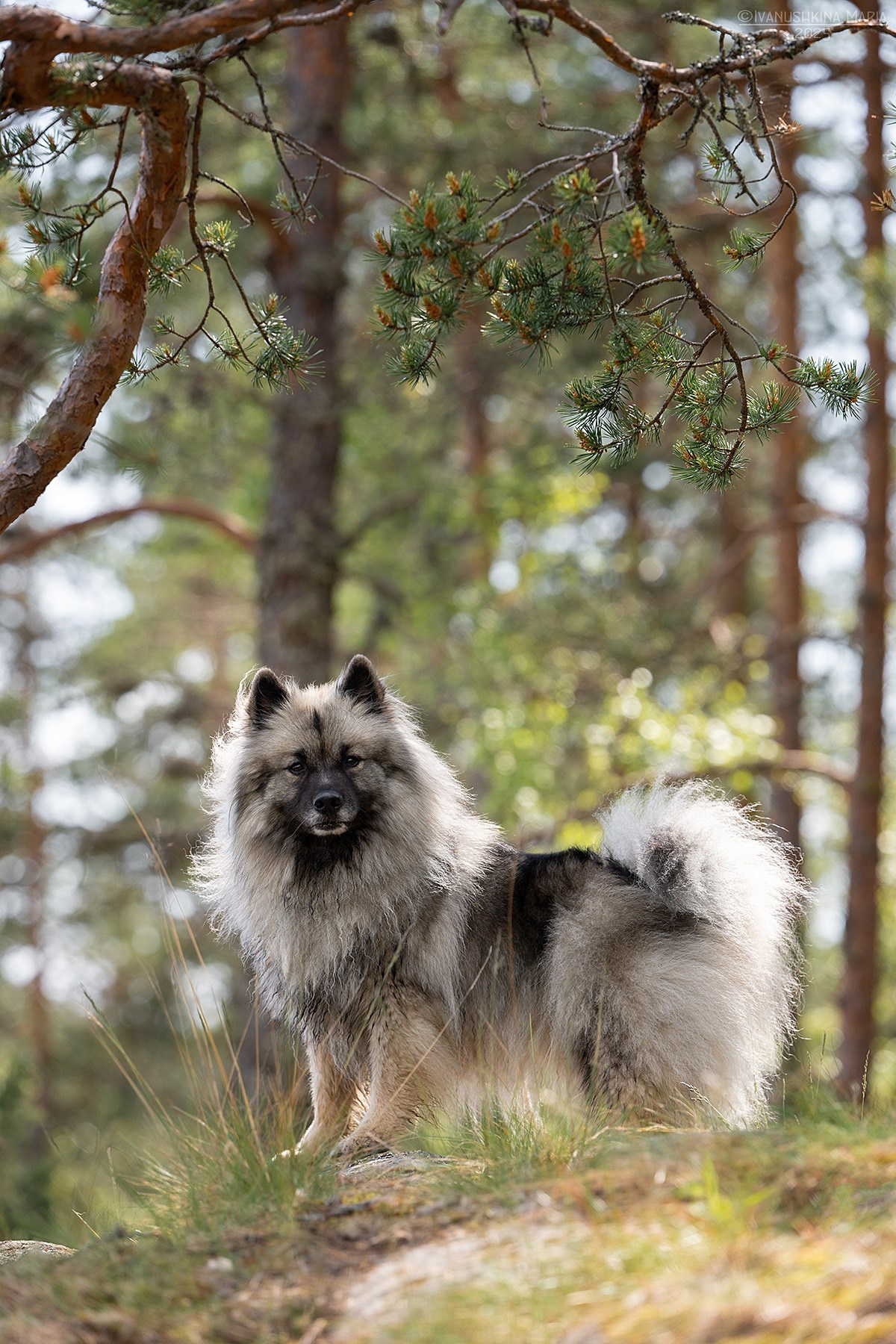 Фотограф-анималист. Фотограф собак в Москве и Московской области Иванушкина Мария