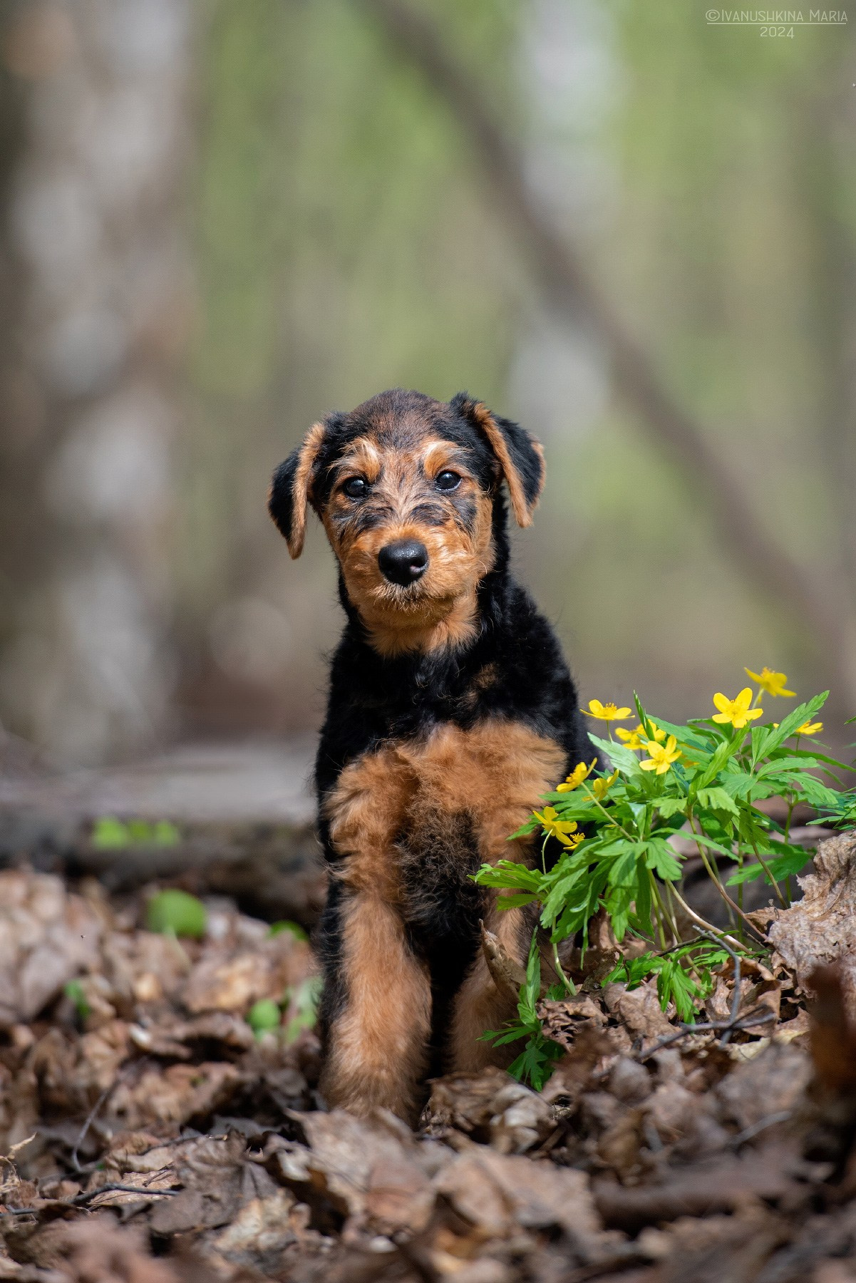 Фотосессия щенков на продажу. Фотограф собак в Москве и Московской области Иванушкина Мария