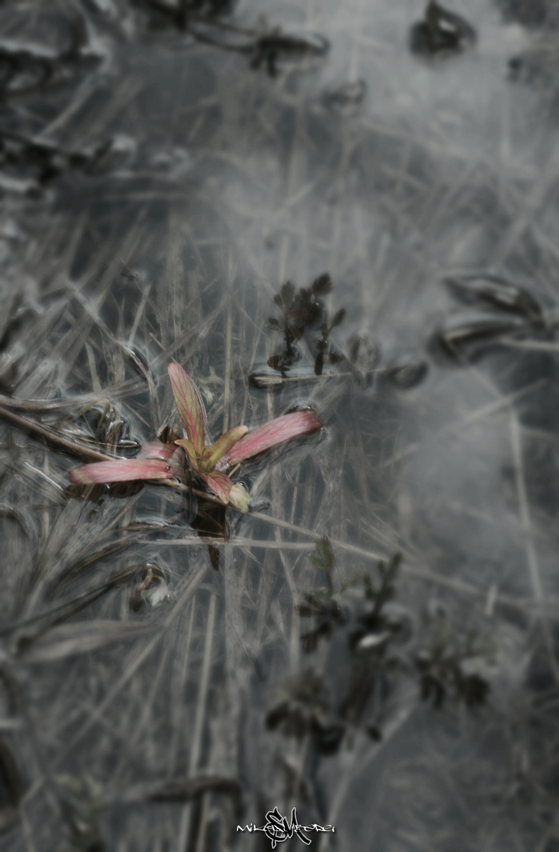 • Природа •. 𝐊𝐈𝐍𝐊. Фотография, как персональный фетиш