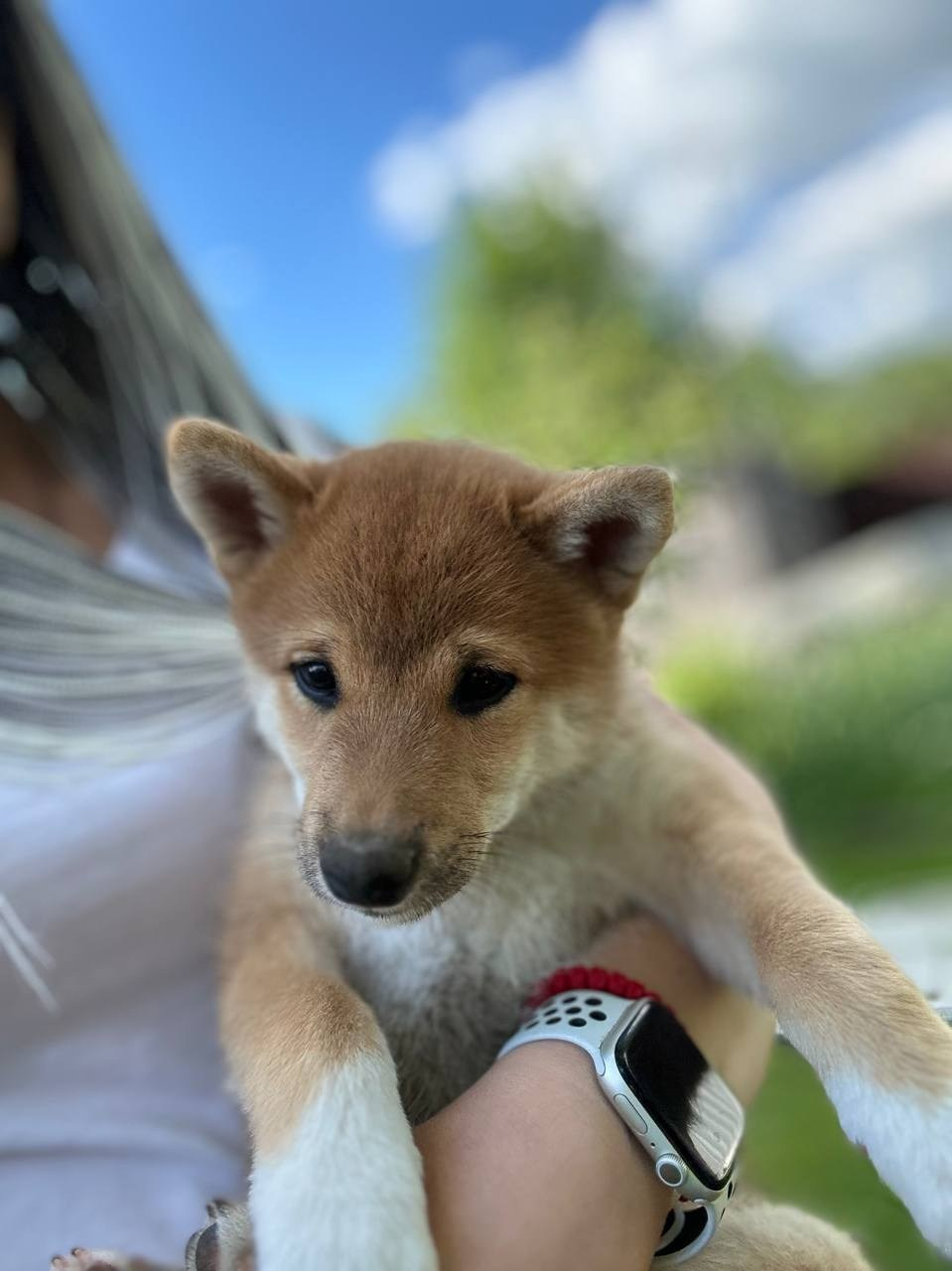 Сиба Rubylight Fumiko питомник Рубилайт