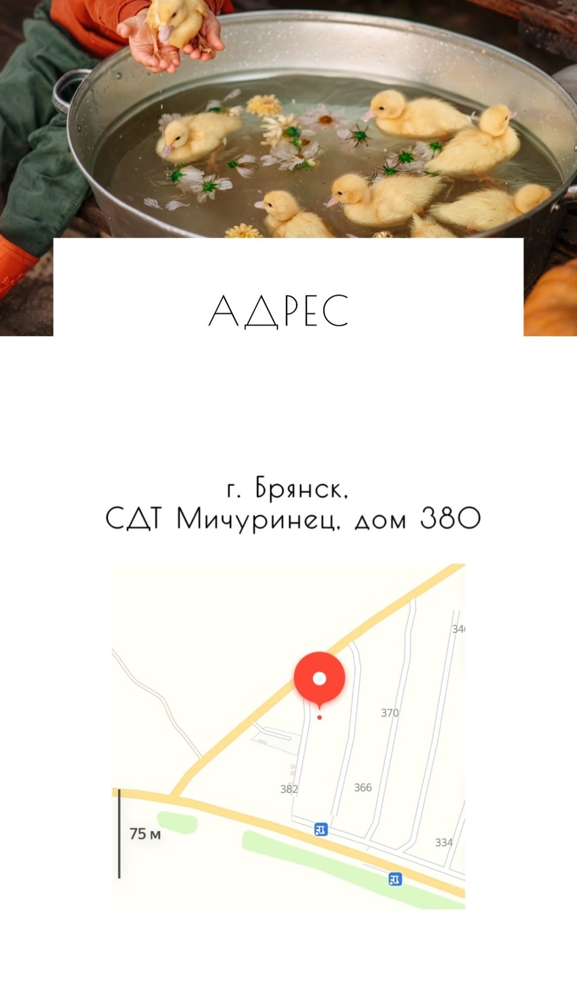 ФотоDacha (Брянск, Сдт Мичуринец 380). Портретный, семейный, свадебный фотограф в Брянске Маргарита Василькова