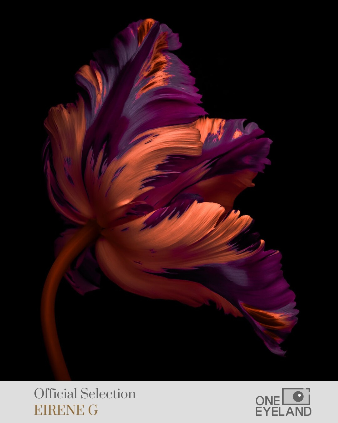 ONEEYELAND GALLERY. Eirene G |  Photoartist | Flowers from my garden