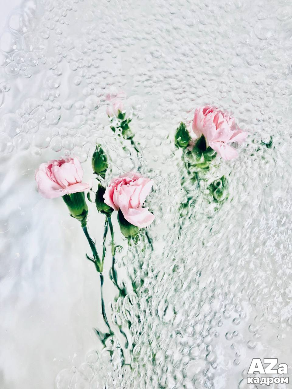 Оммажи 15.02.2026. Женский семейный фотограф Тула Москва Захарова Анна