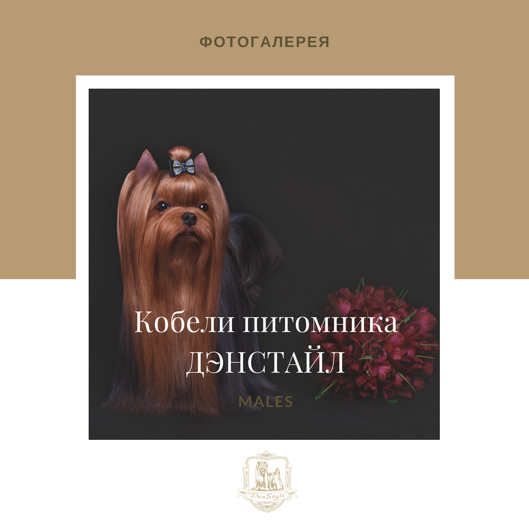 Питомник Йоркширских терьеров Дэнстайл в Санкт-Петербурге заводчик Тих
