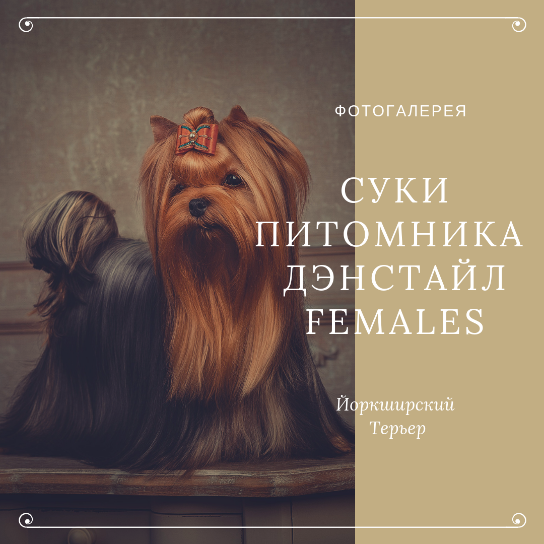 Суки|FEMALES. Питомник Йоркширских терьеров Дэнстайл в Санкт-Петербурге заводчик Тих