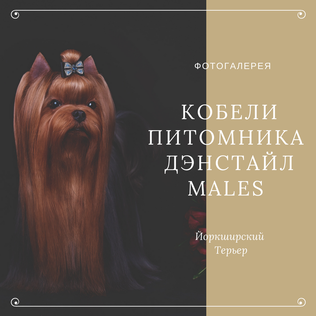 Кобели|MALES. Питомник Йоркширских терьеров Дэнстайл в Санкт-Петербурге заводчик Тих