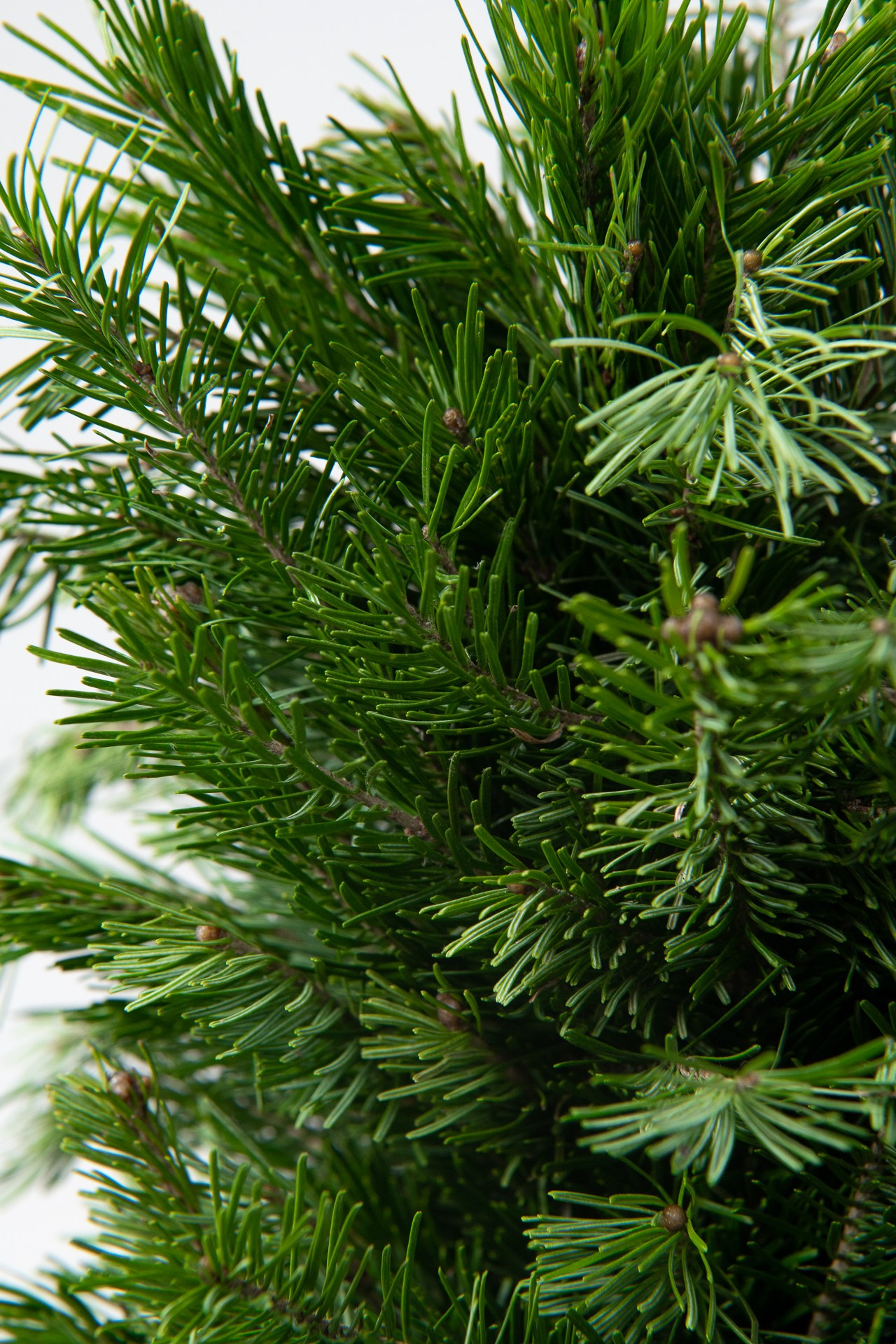 Предметная съемка елок. Фомина Елена Свадебный и семейный фотограф