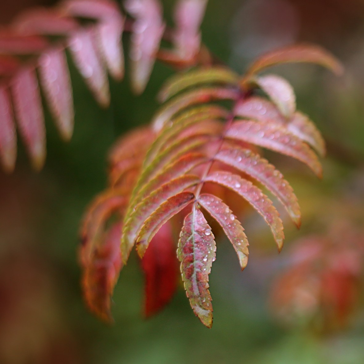 Просто красиво. Детский и семейный фотограф Барнаул Татьяна Губанова