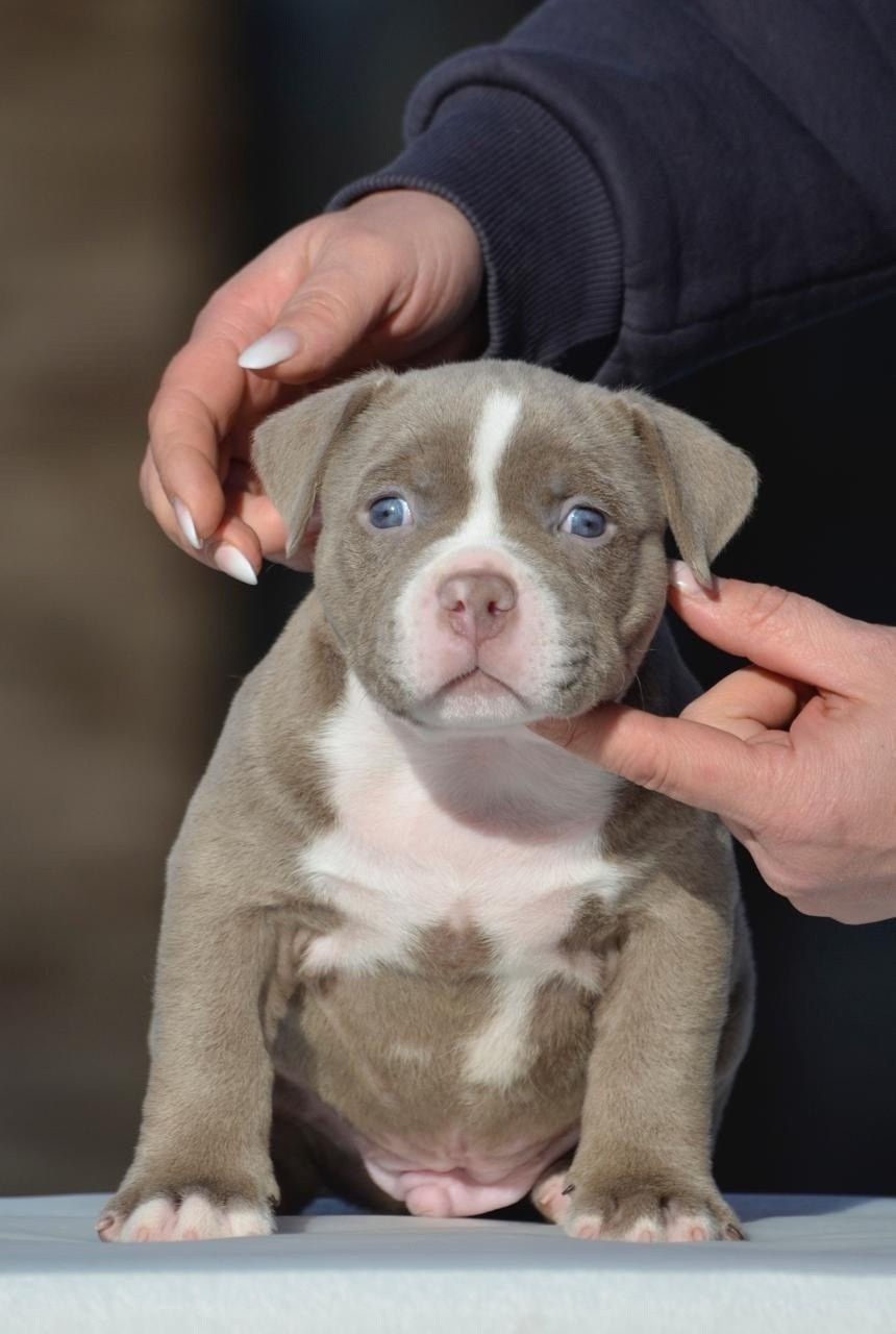 Дети Камелия. ПИТОМНИК СОБАК ПОРОДЫ АМЕРИКАНСКИЙ БУЛЛИ