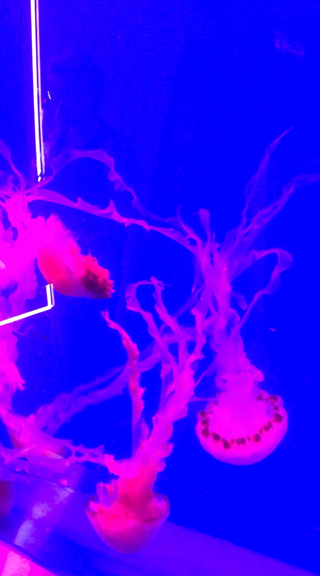 Автор: Анастасия Шкулепа