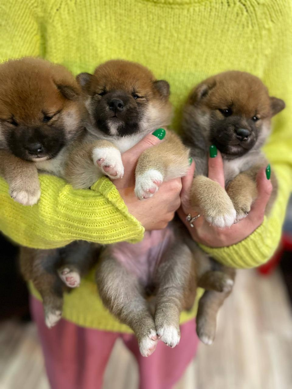 сиба питомник Рубилайт щенки на продажу rubylight  сиба щенки купить СПб Санкт-Петербург