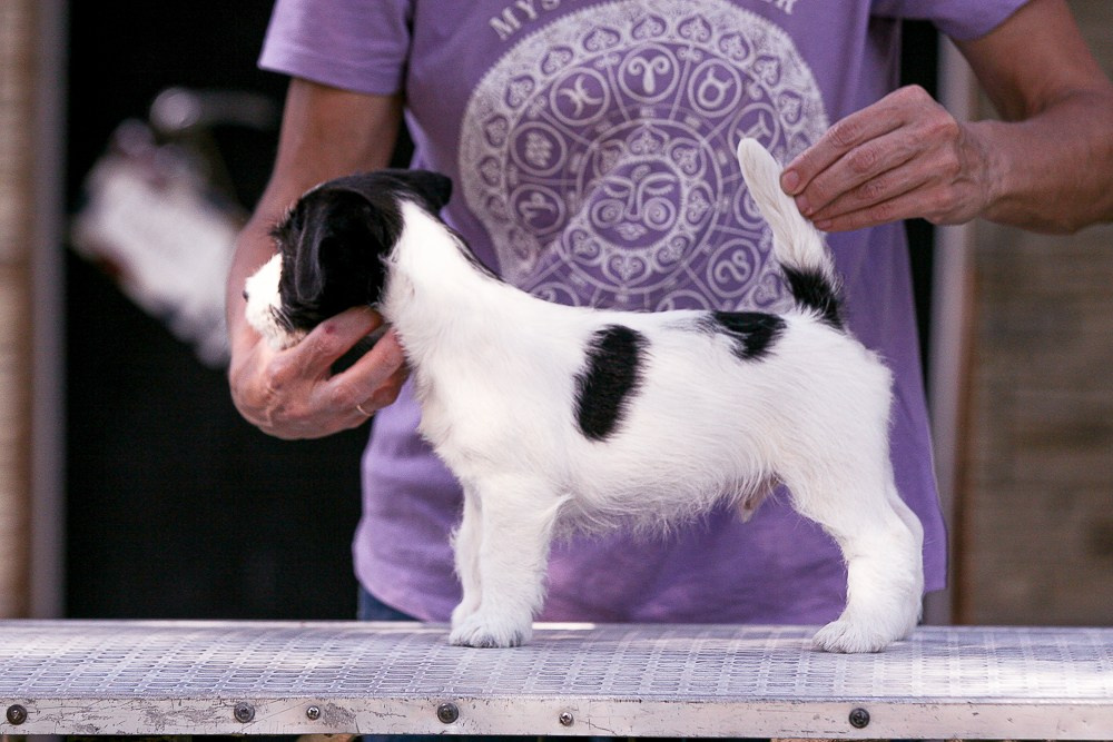 CANE MAESTRO ROLEX. CANE MAESTRO — kennel Jack Russell Terrier