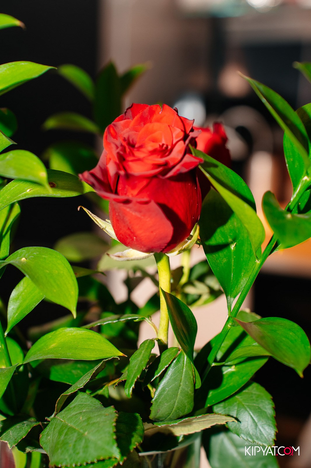 MIELE. КИПЯТКОМ АЛМАТЫ!