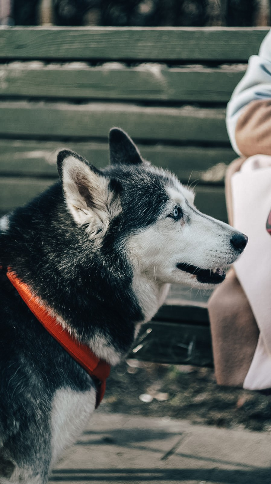 Dogs street. Профессиональный фотограф