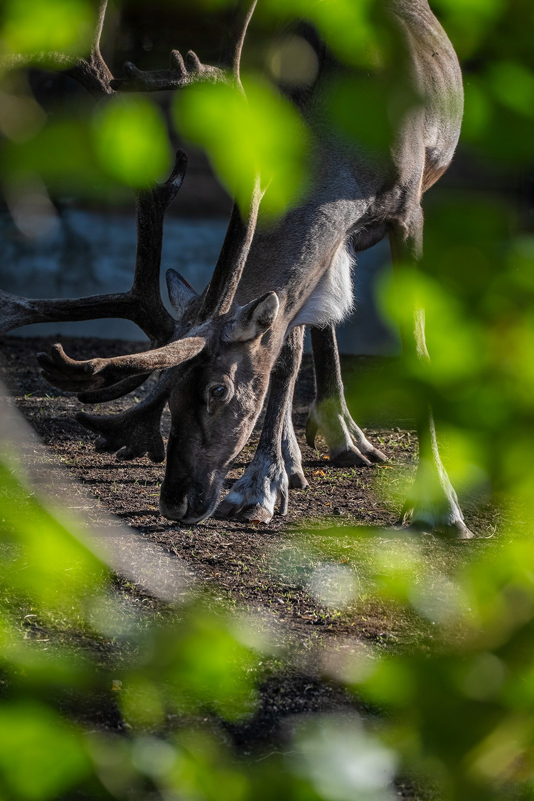 ЗООПАРК. Фотограф Владимир Остапенко