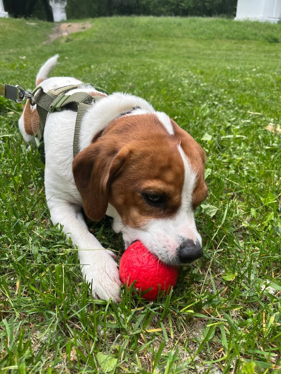 Чарли. DEWA | фотостудия для маркетплейсов