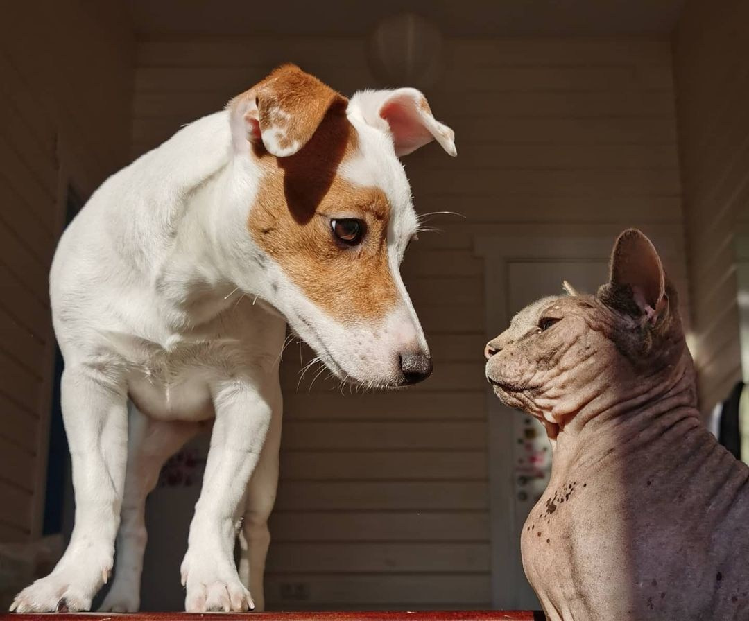 Anka`s Instagram. Заставка