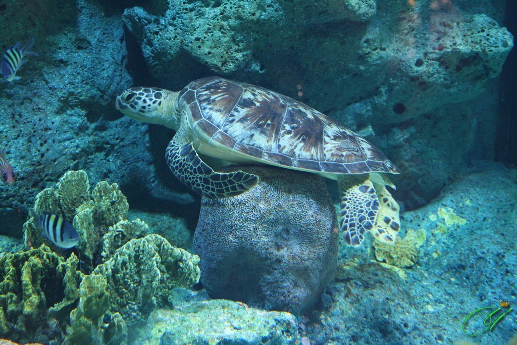 Тайланд. Пхукет 2013. Улица, люди, жизнь…