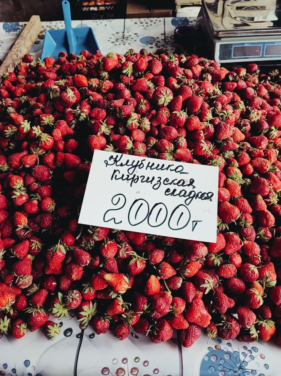 Намобилкус казахский. Репортажный фотограф Алексей Пирязев