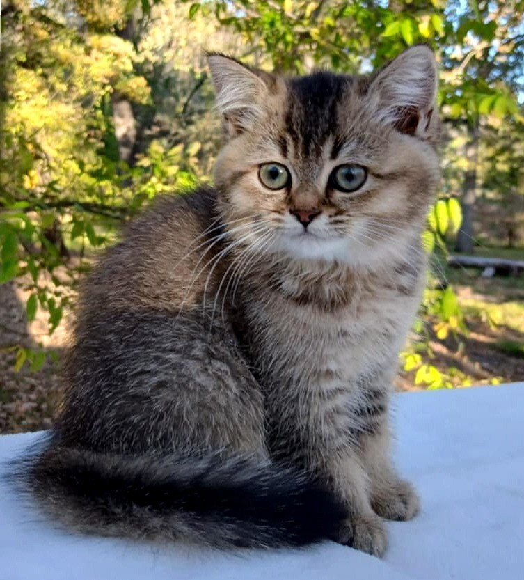 Shusha, DB-08.25.25, female, $1200. British shorhair Cats