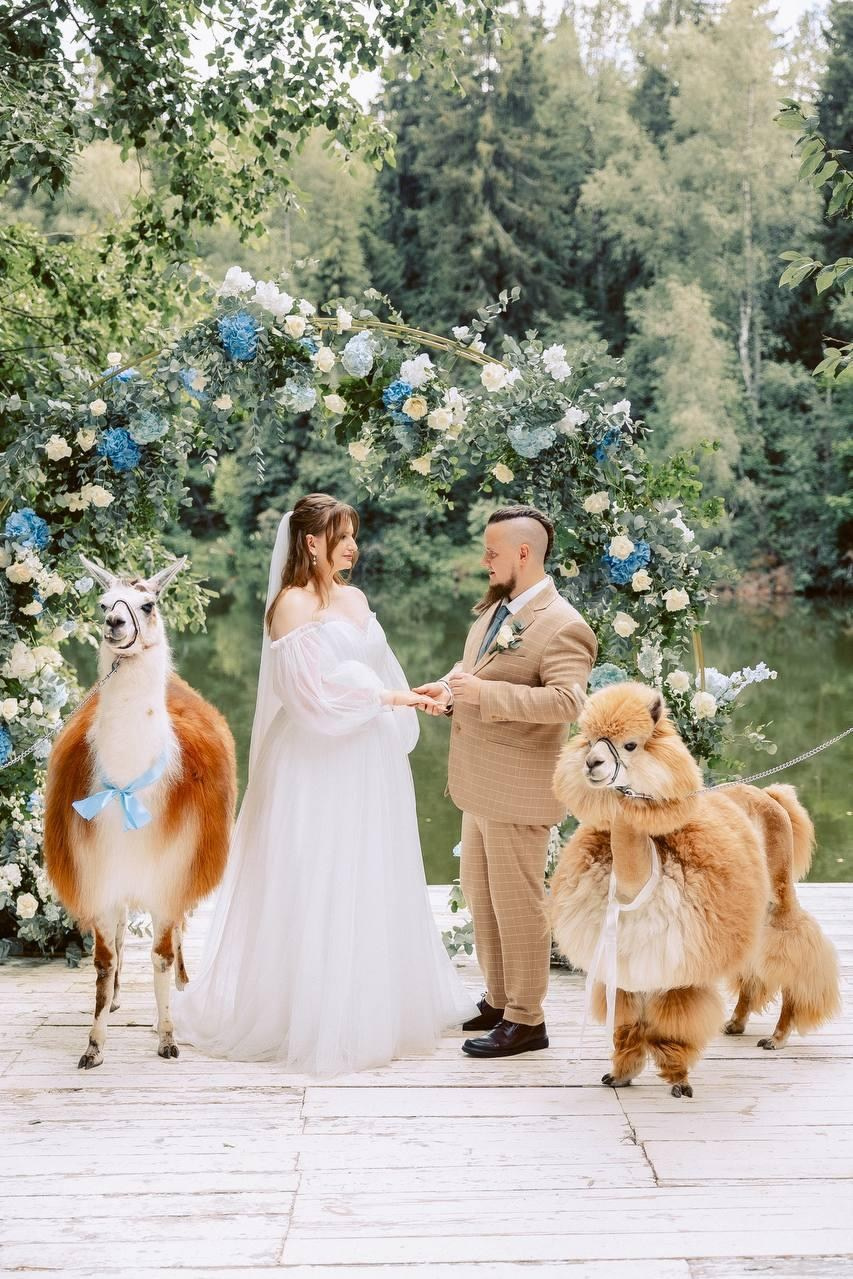 Шоу с Ламой. Подрядчики и друзья сети свадебных площадок House for wedding