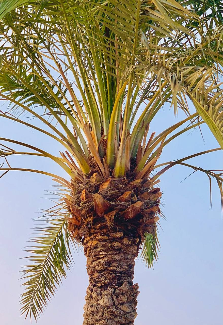 Эль-Джубайль. СА. 2025. Фотограф Михаил Олейник