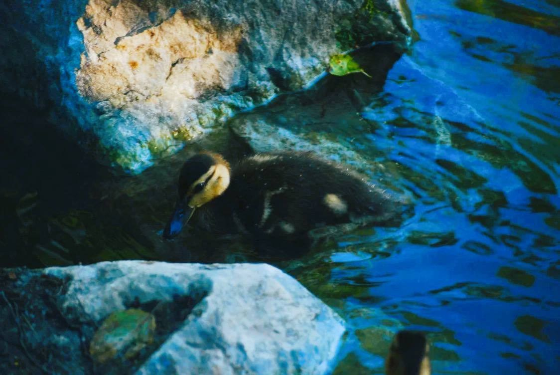Птицы. Костюмер, художник кино и телевидения в спб